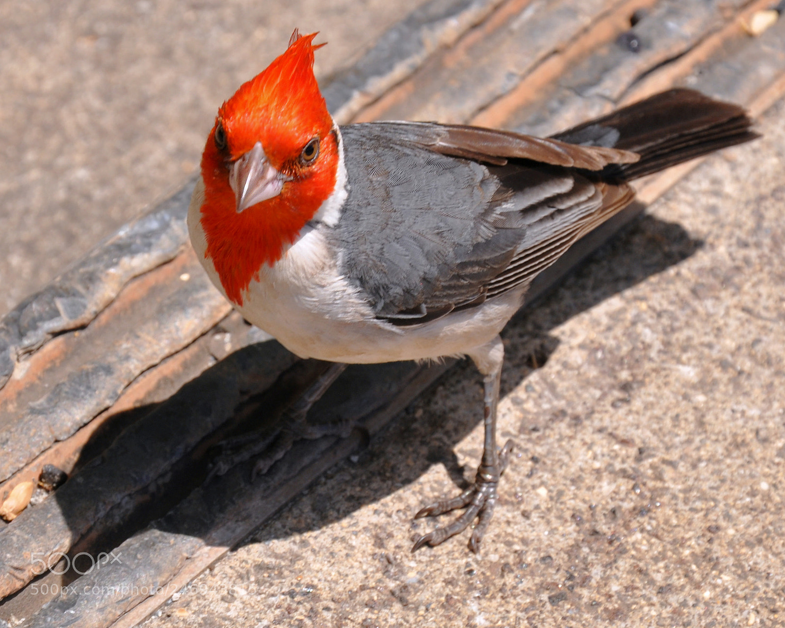 Nikon D90 sample photo. Red-crested cardinal photography