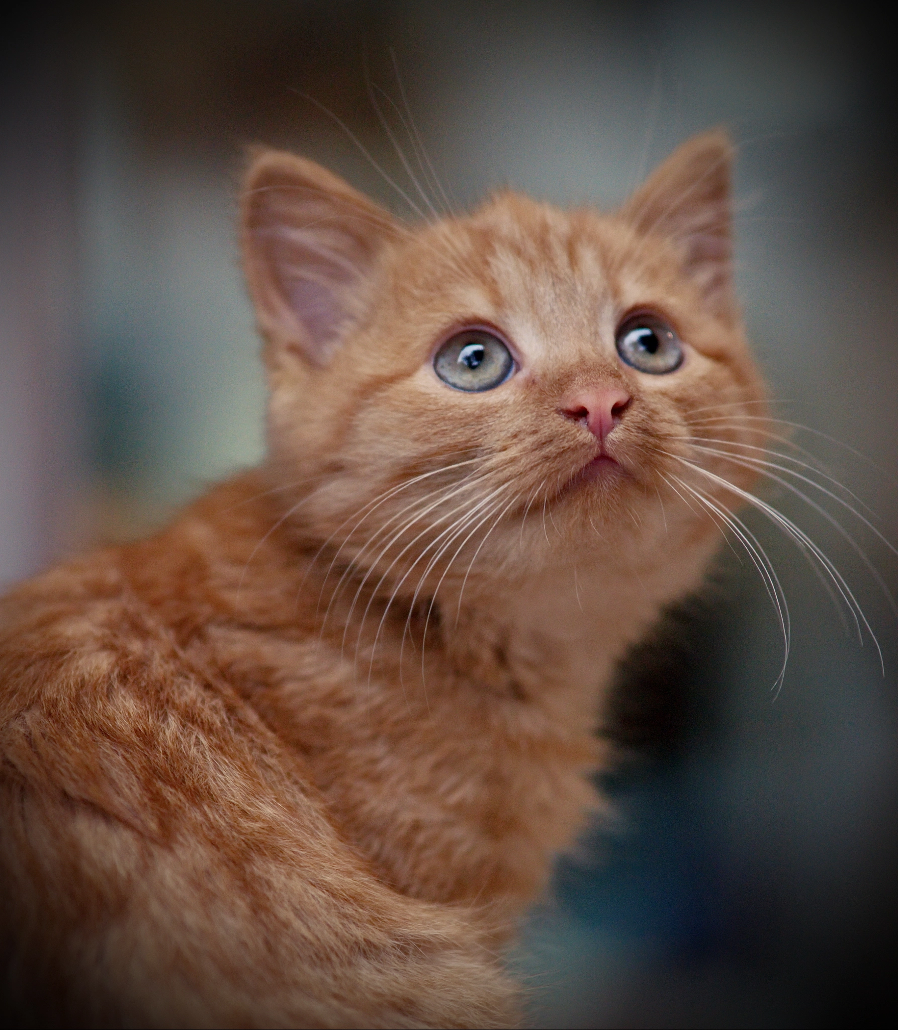 Samsung NX20 sample photo. Kitten photography