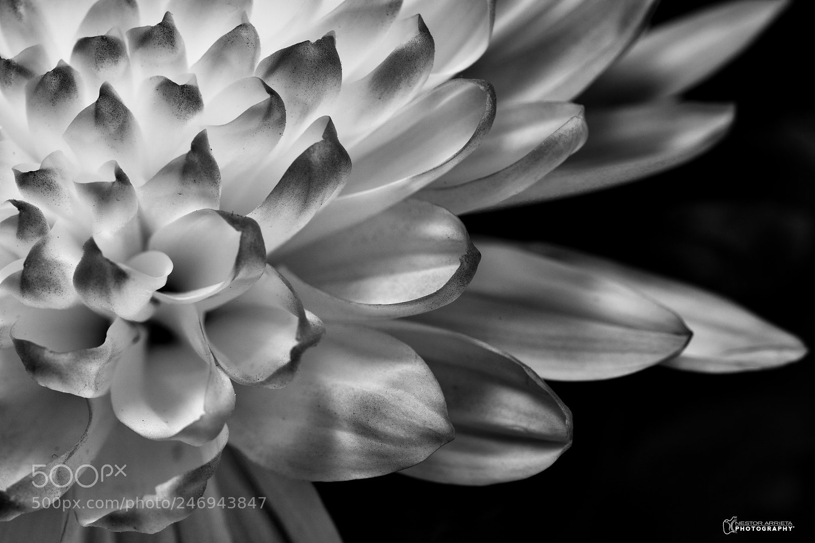Canon EOS 5DS R sample photo. Z photography