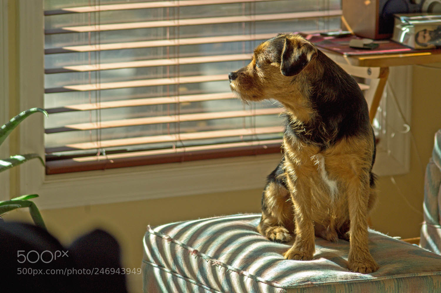 Pentax K-r sample photo. Our vigilant dog photography