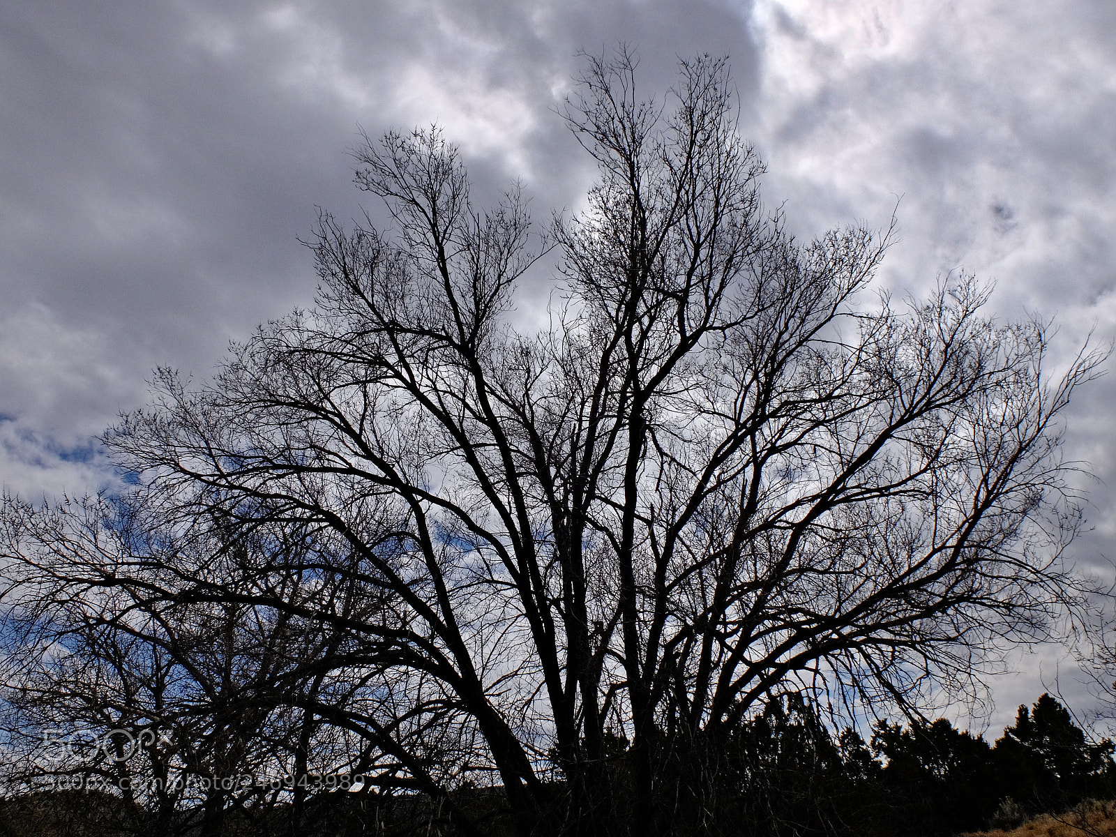 Fujifilm X30 sample photo. Cottonwood in winter photography