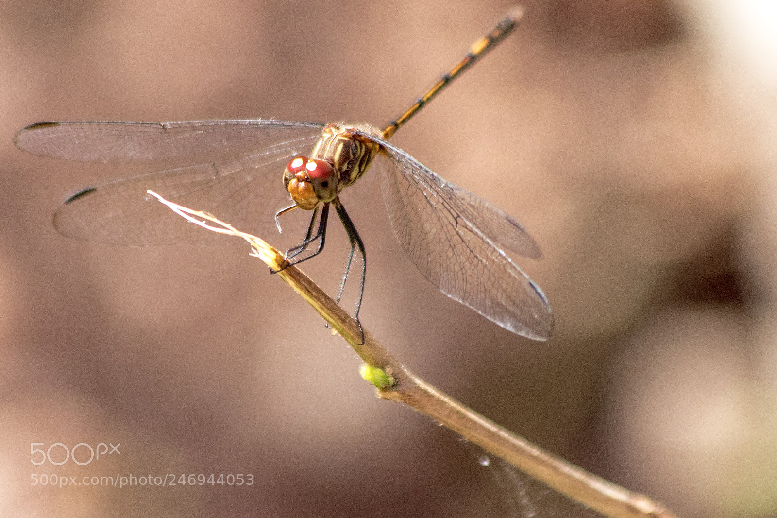 Canon EOS 77D (EOS 9000D / EOS 770D) sample photo. Dragonfly photography