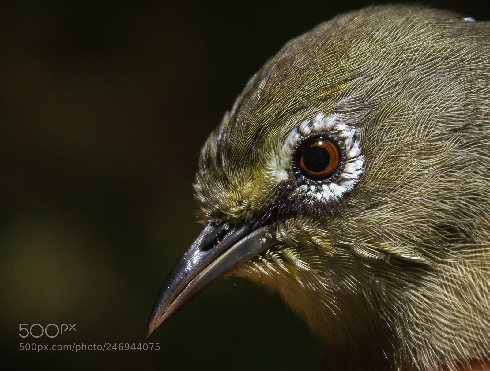 Canon EOS 7D sample photo. Seychelles white-eye portrait photography