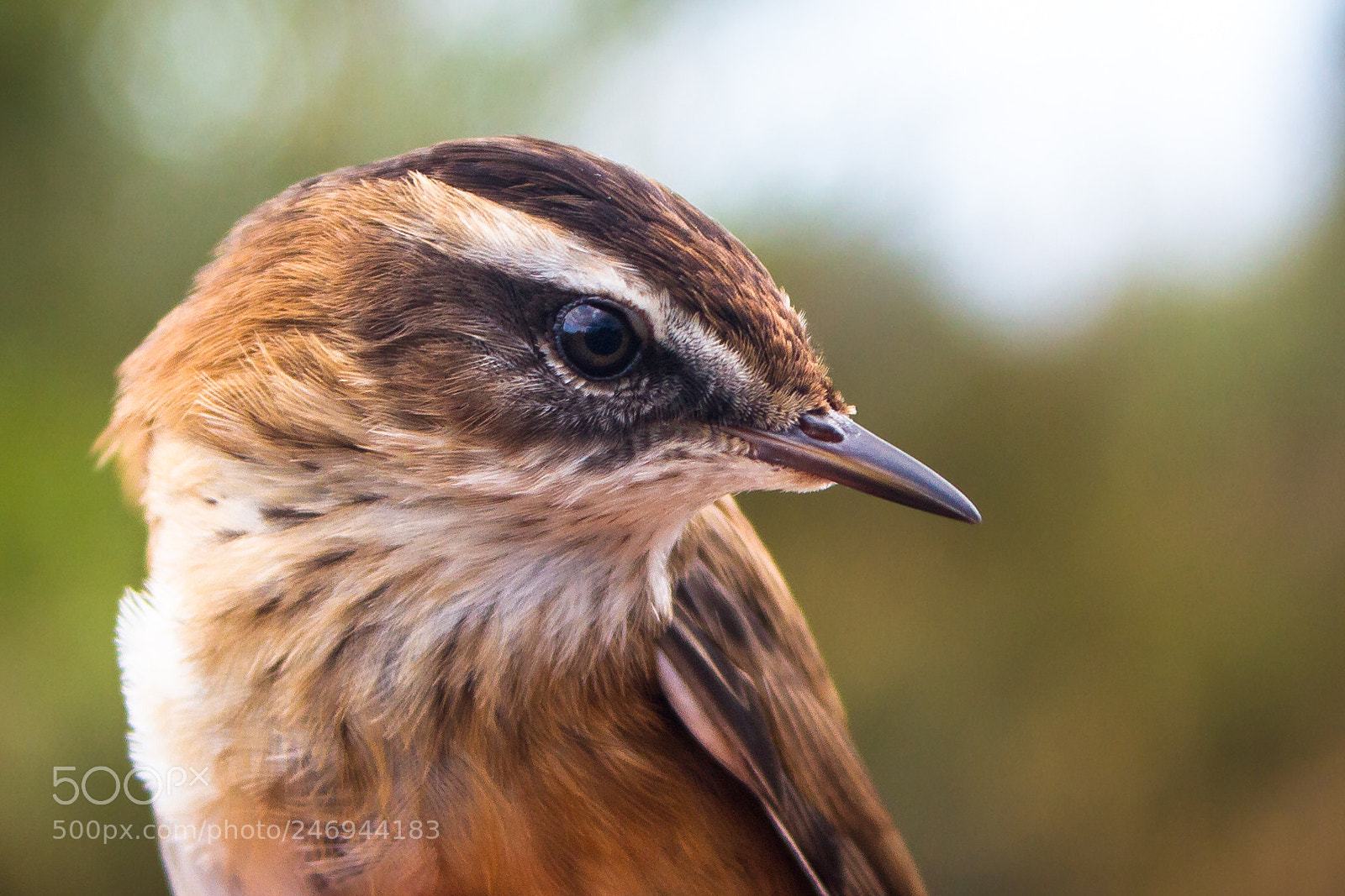 Canon EOS 7D sample photo. Moustached warbler portrait photography