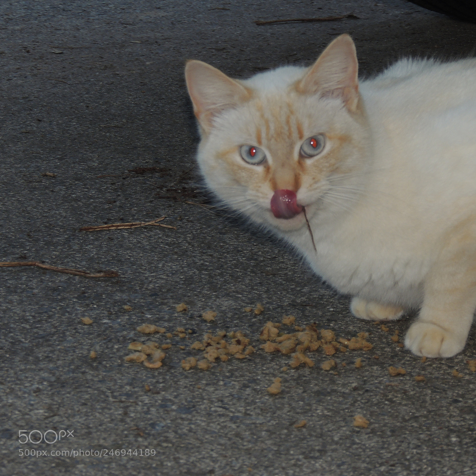 Nikon Coolpix P510 sample photo. Dscn photography