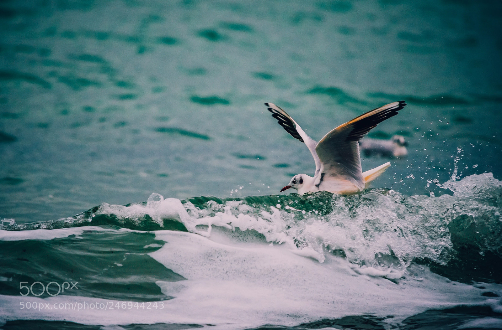 Nikon D5100 sample photo. Swimming on the waves photography
