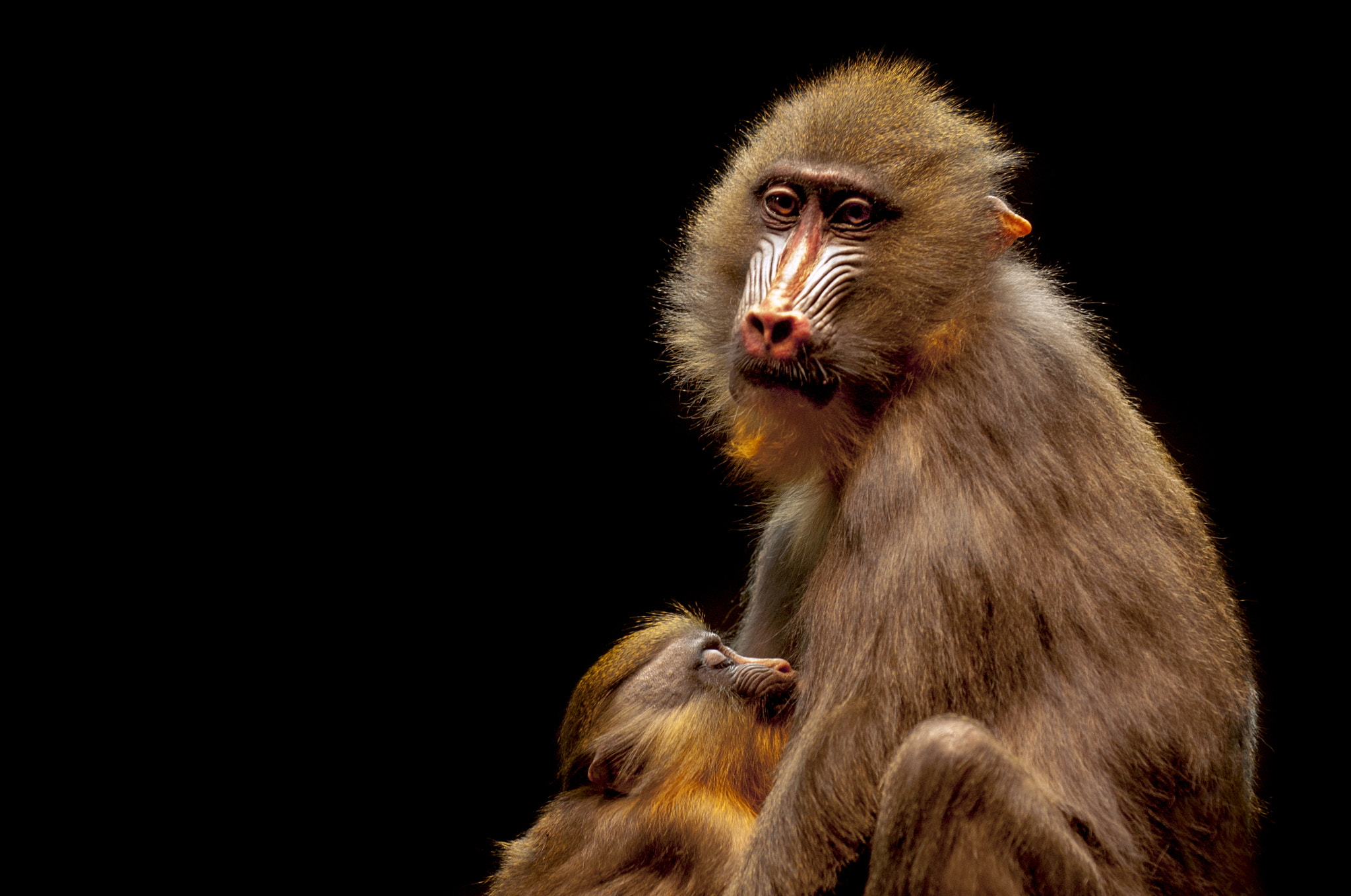 Nikon D100 sample photo. Monkey mother and her cub photography