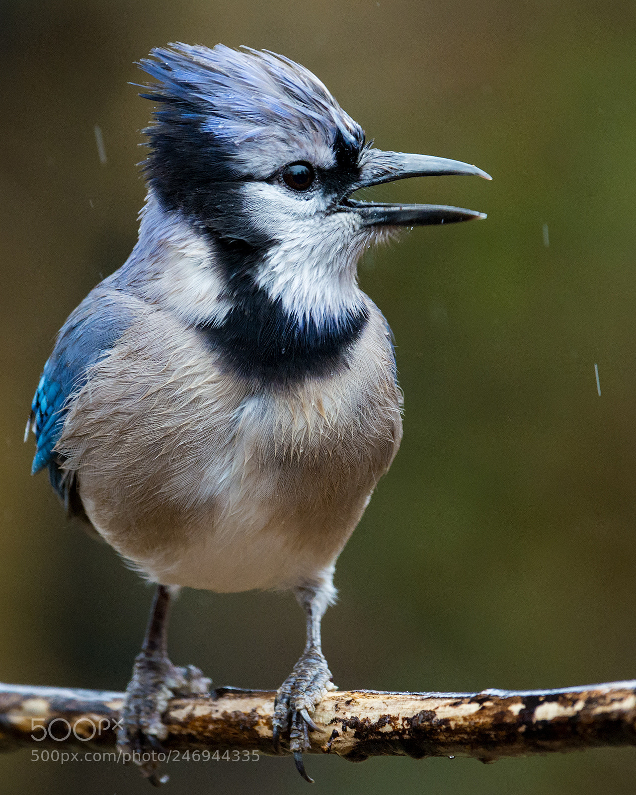 Nikon D7100 sample photo. Blue jay photography