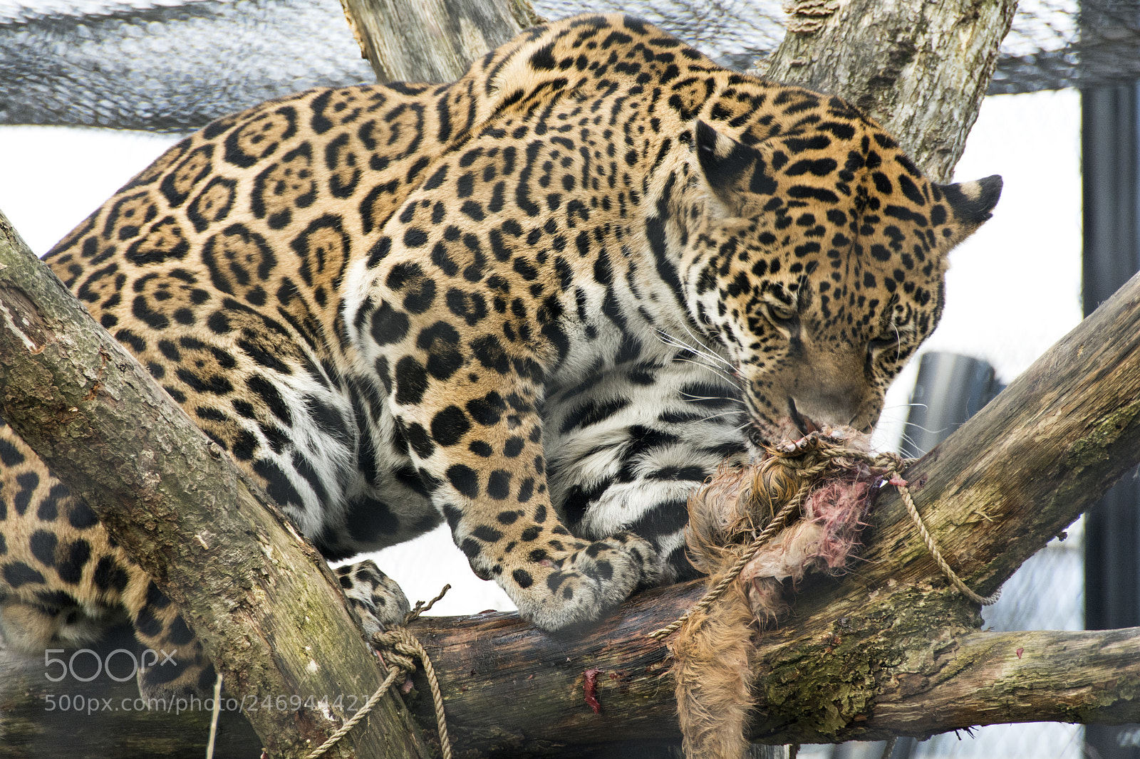 Nikon D7100 sample photo. Jaquar photography