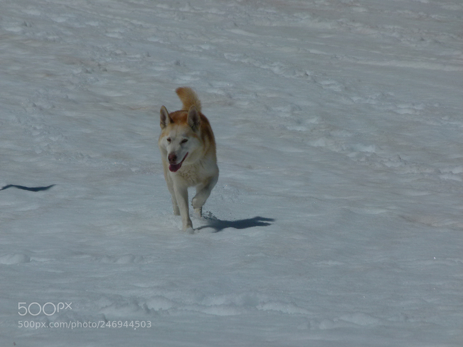 Panasonic Lumix DMC-FZ100 sample photo. () photography