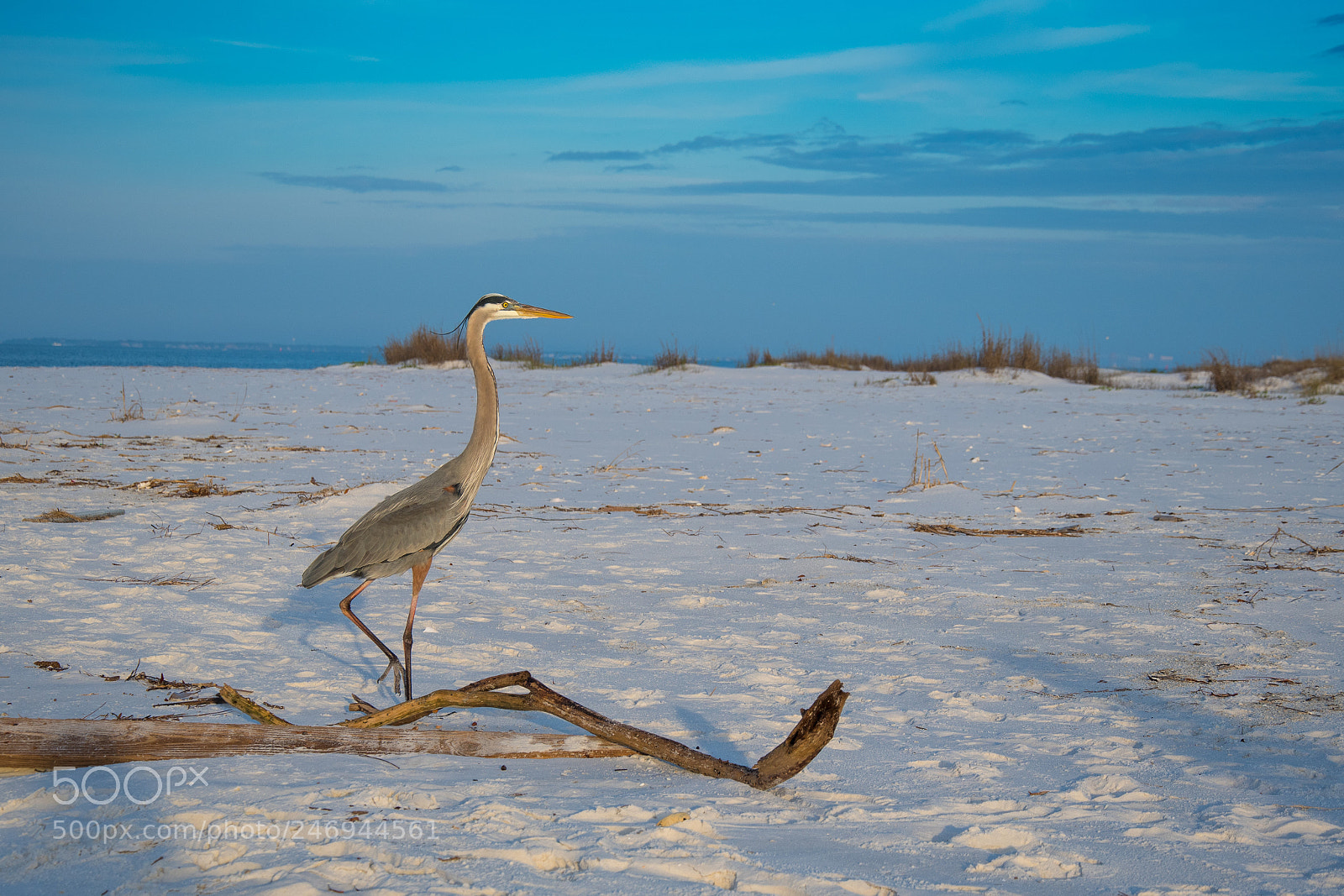 Nikon D500 sample photo. Heron on beach photography