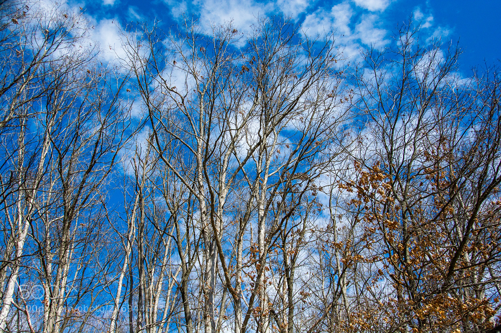 Nikon D7100 sample photo. Tree tops photography