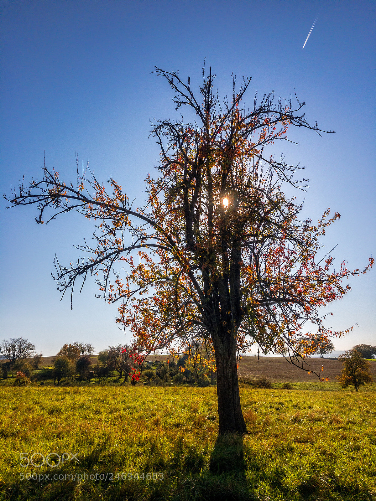Apple iPhone 6s sample photo. Color tree in black photography
