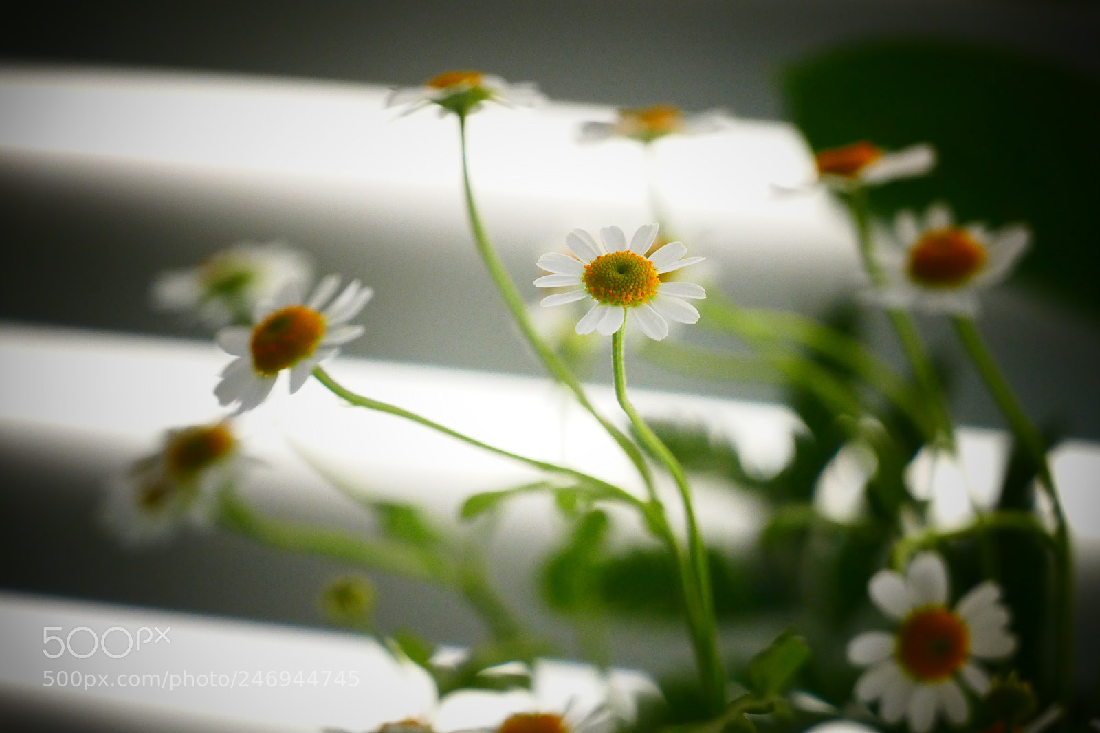 Panasonic Lumix DMC-FZ1000 sample photo. Flower photography