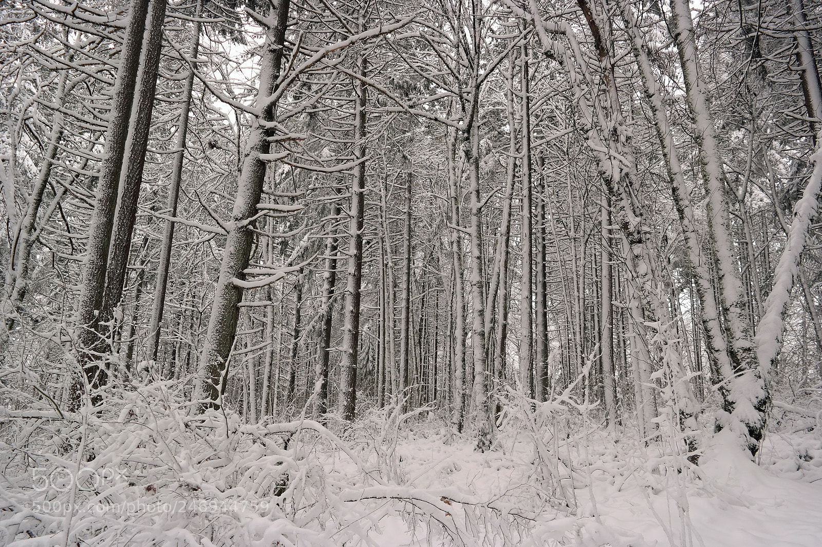 Samsung NX300 sample photo. Beautiful snow in portland photography