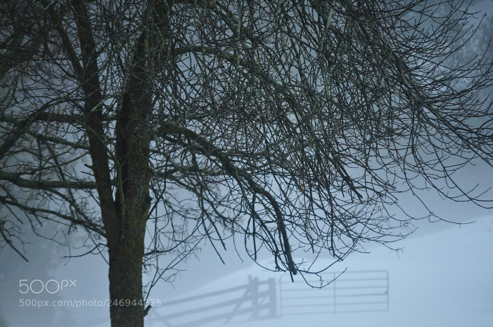Nikon D5000 sample photo. Tree in the mist photography