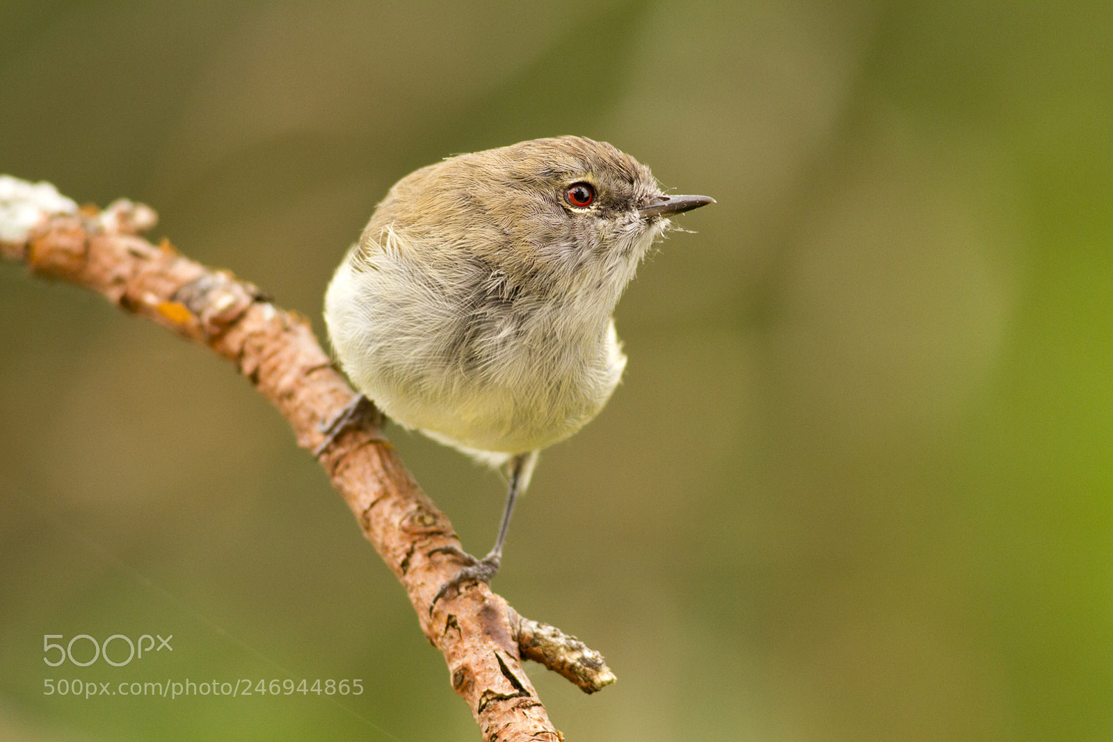 Canon EOS 7D sample photo. Grey warbler pose (3) photography
