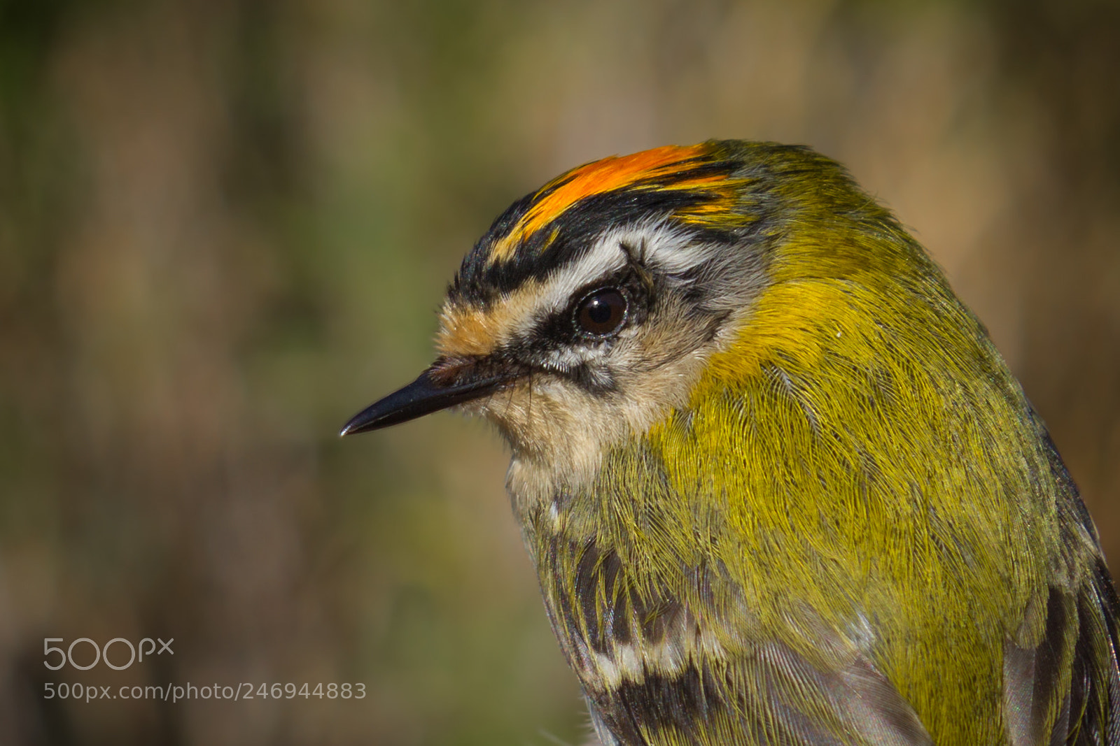 Canon EOS 7D sample photo. Fire-crest portrait photography