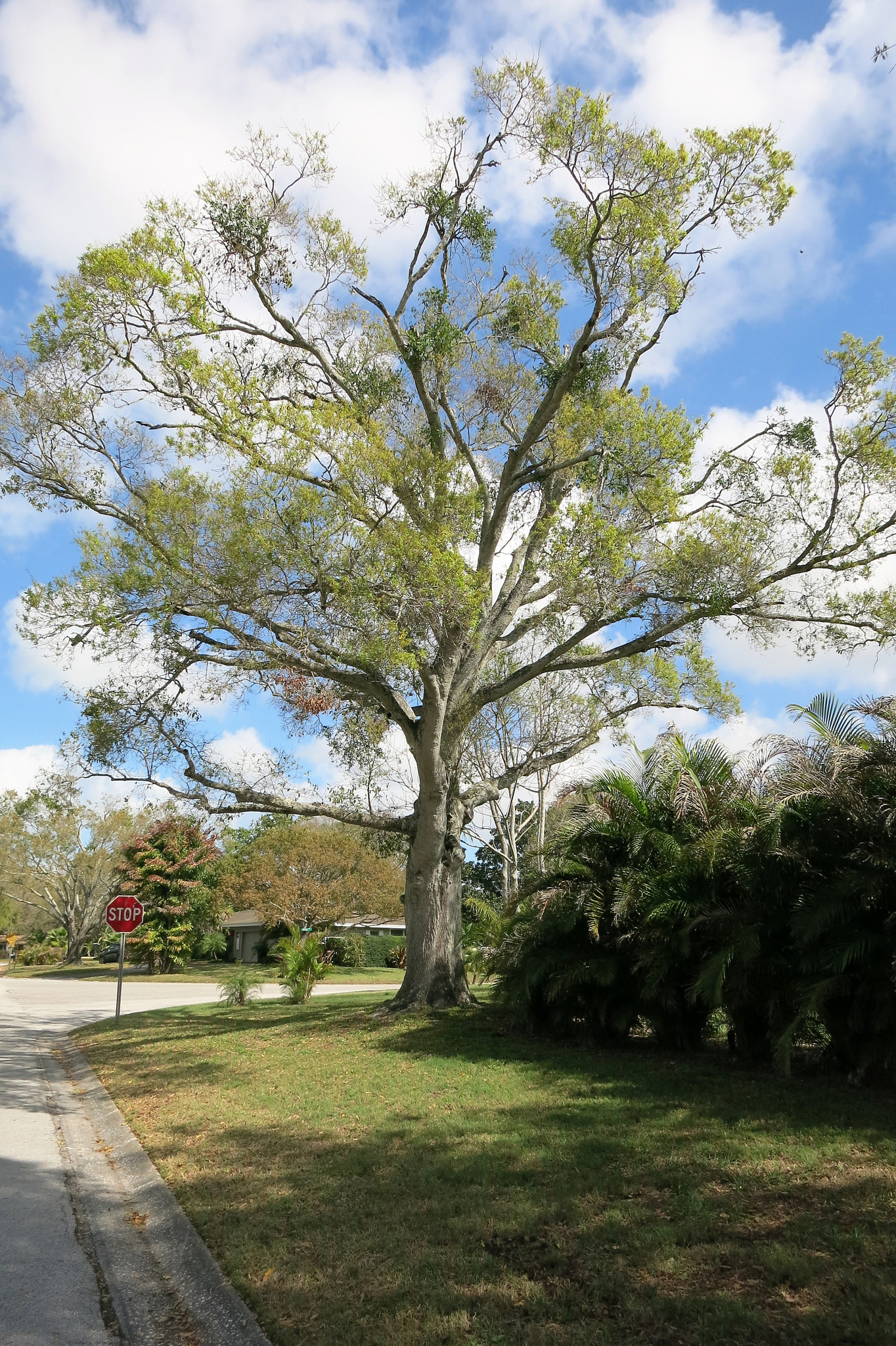 Canon PowerShot S110 sample photo. Tree photography