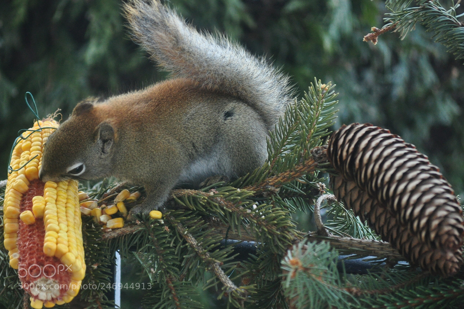 Nikon D5000 sample photo. Corny lunch tyme photography
