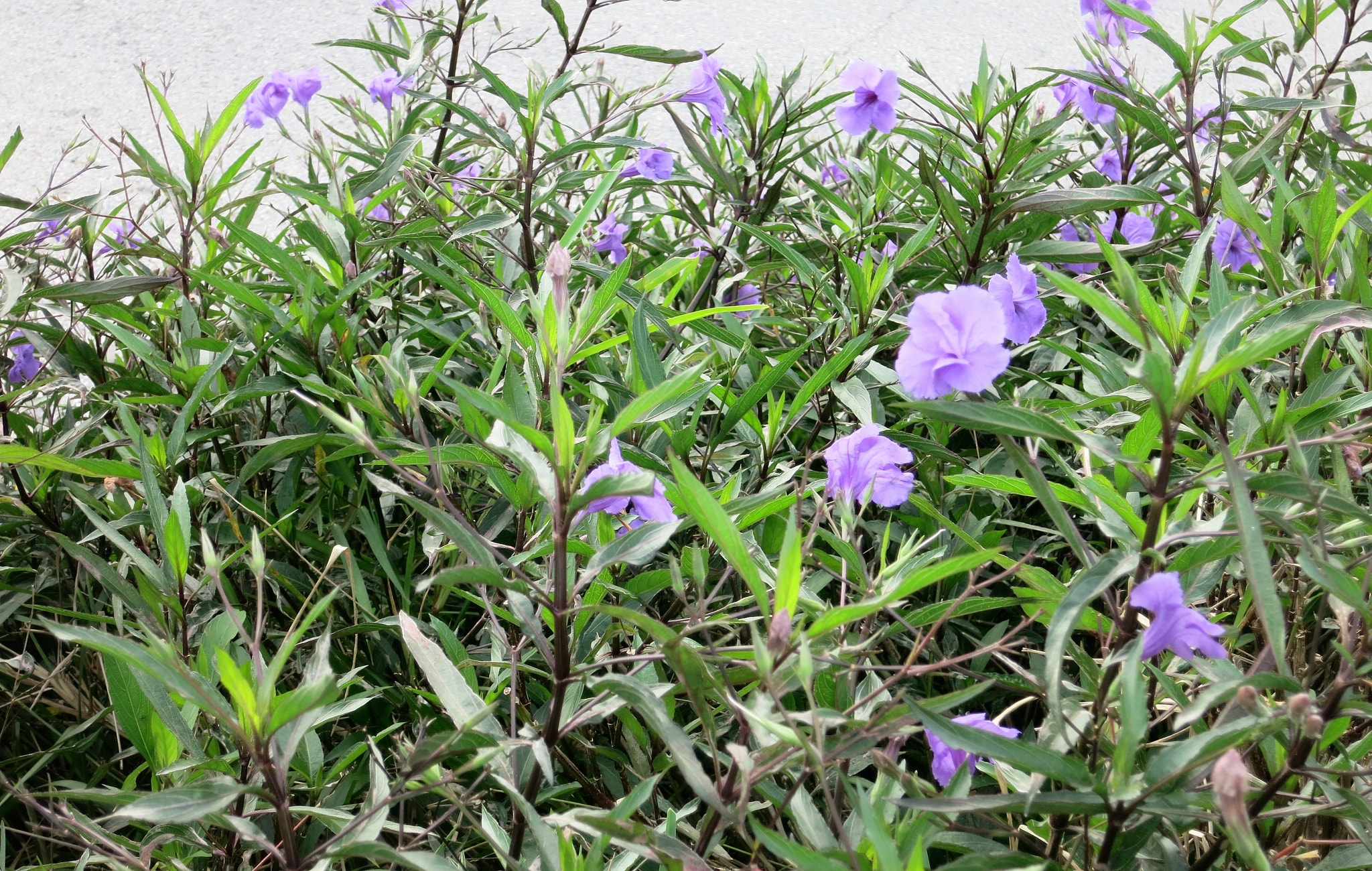 Canon PowerShot S110 sample photo. () photography