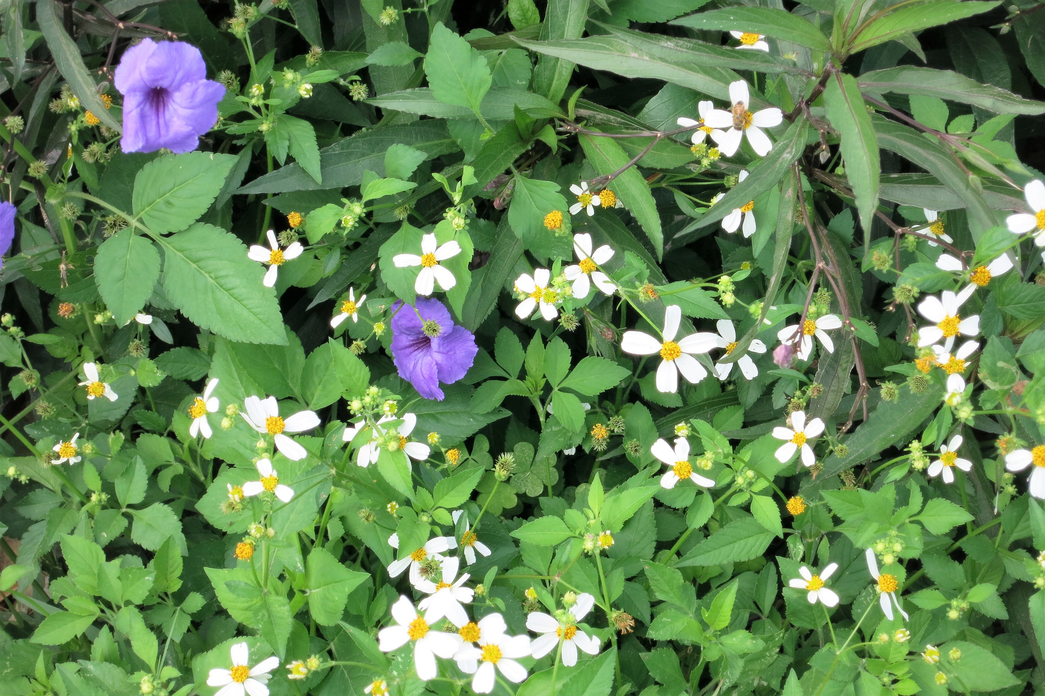 Canon PowerShot S110 sample photo. Nice flowers photography