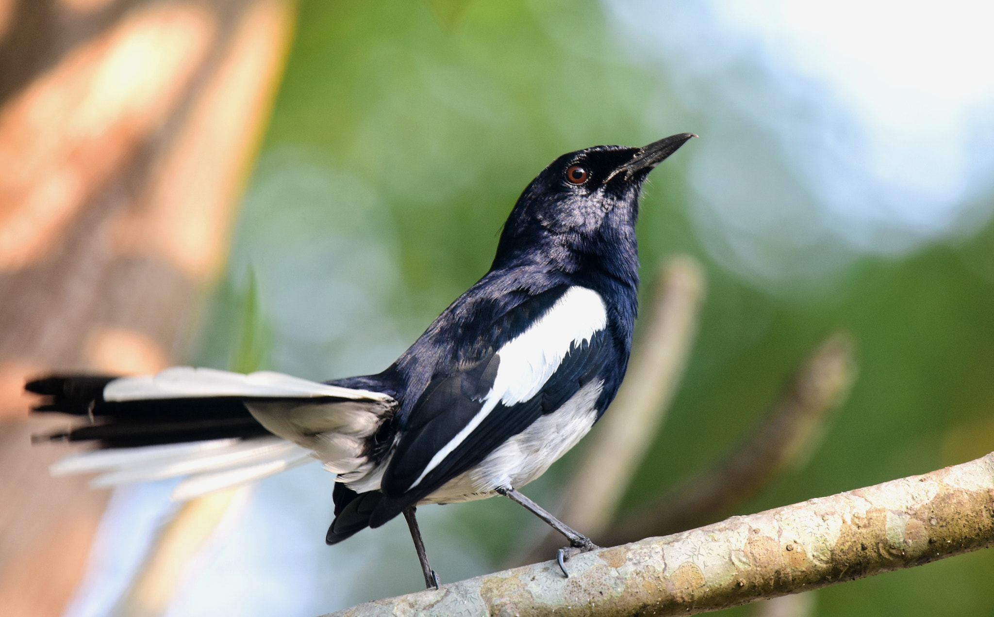Nikon Nikkor AF-S 300mm F4E PF ED VR sample photo. Robin magpie photography