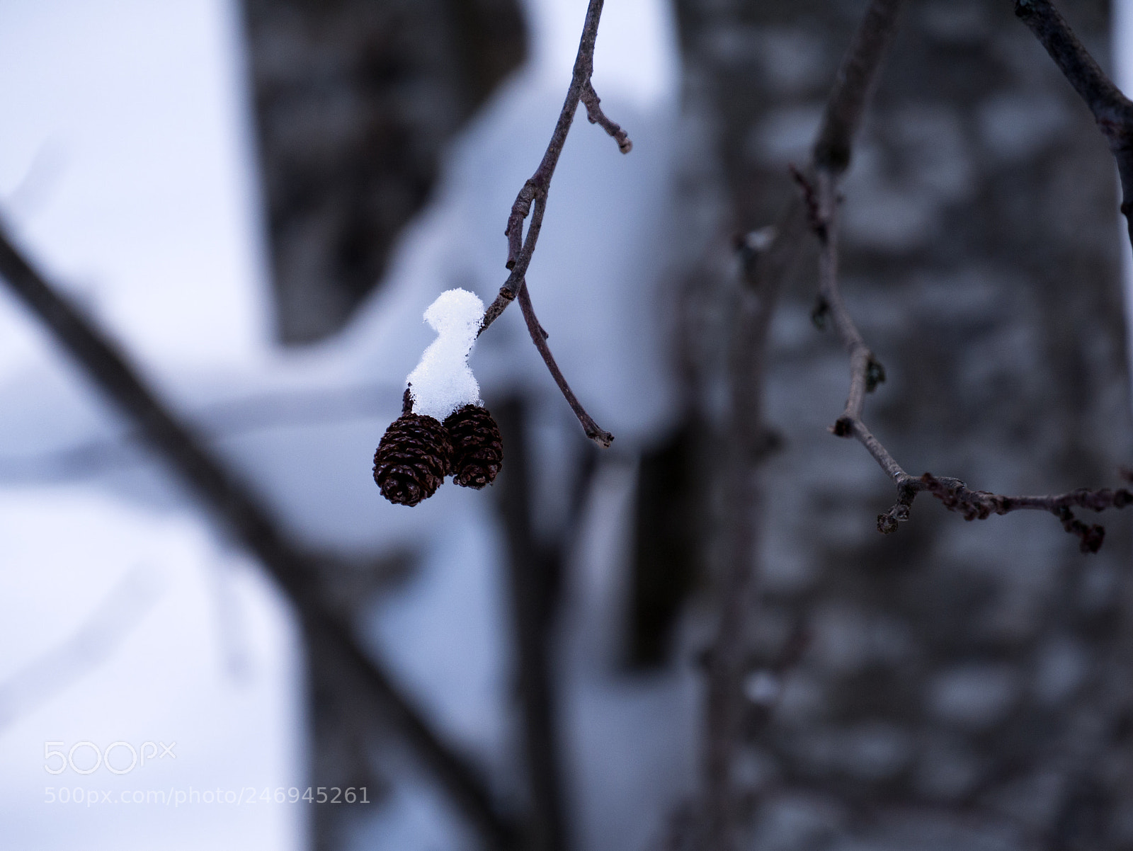 Panasonic Lumix DMC-G7 sample photo. Le fruit de l'aulne photography