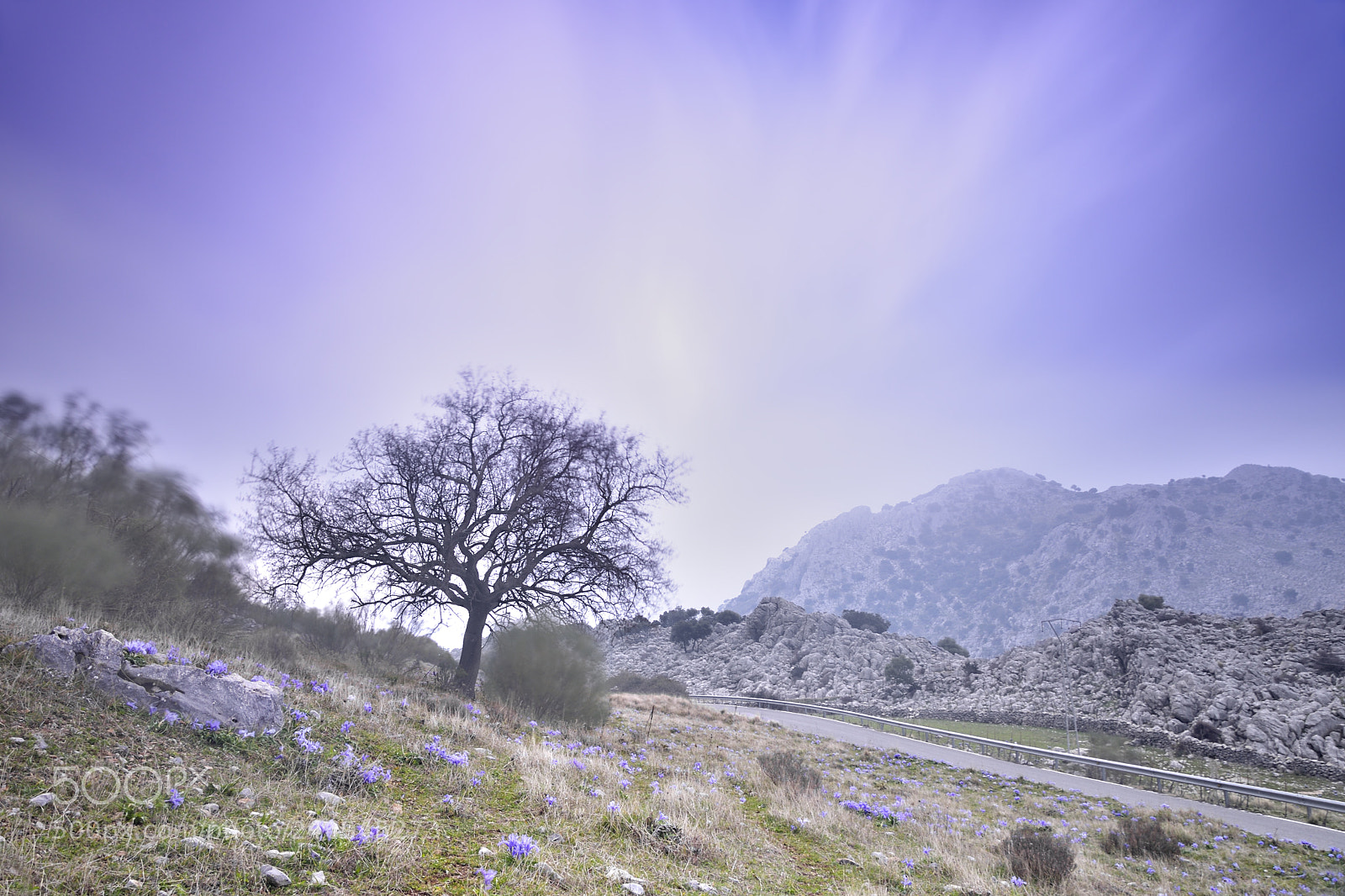 Nikon D7200 sample photo. The lilies. photography