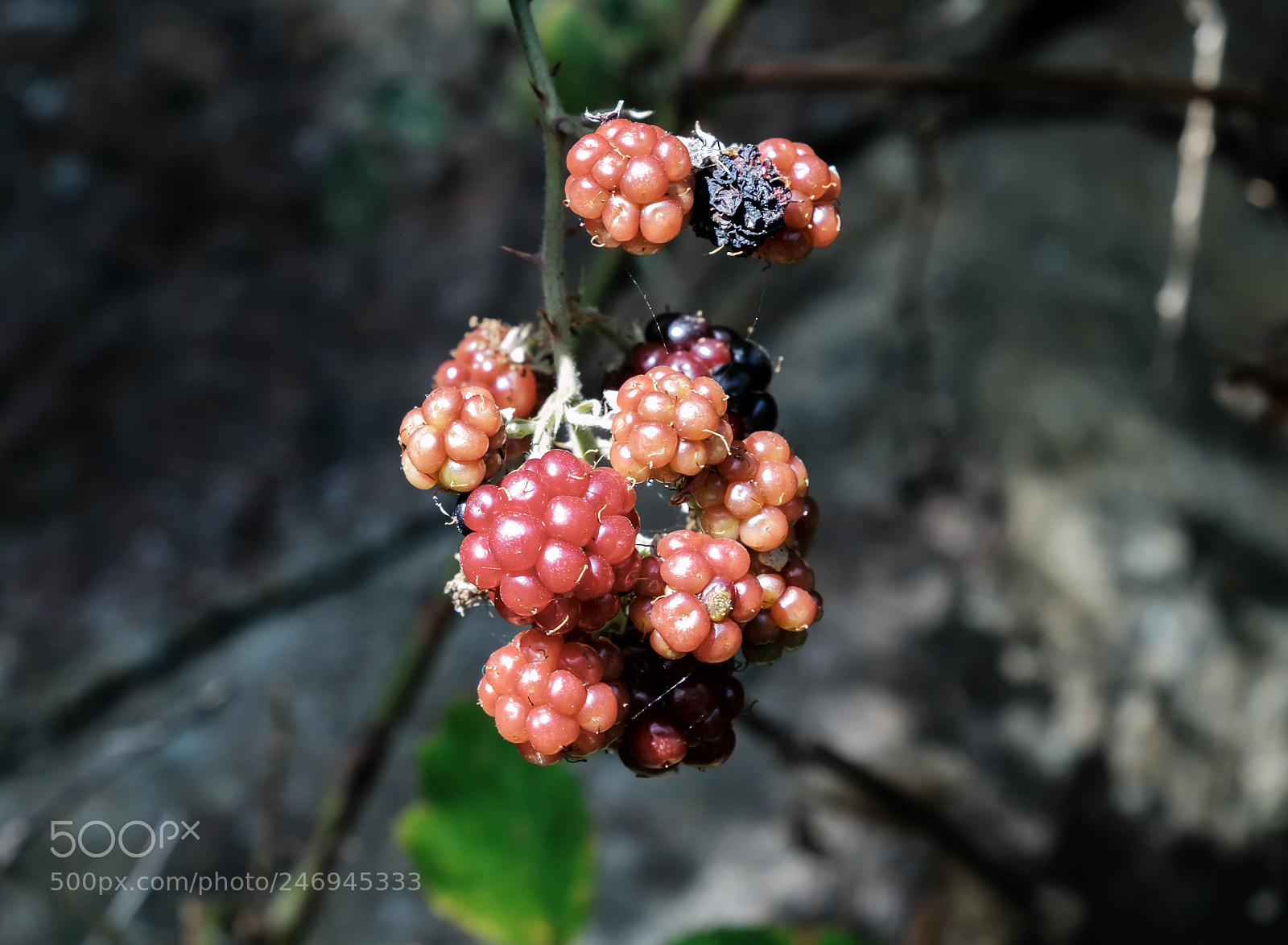 Fujifilm X-E2 sample photo. Berry nice photography
