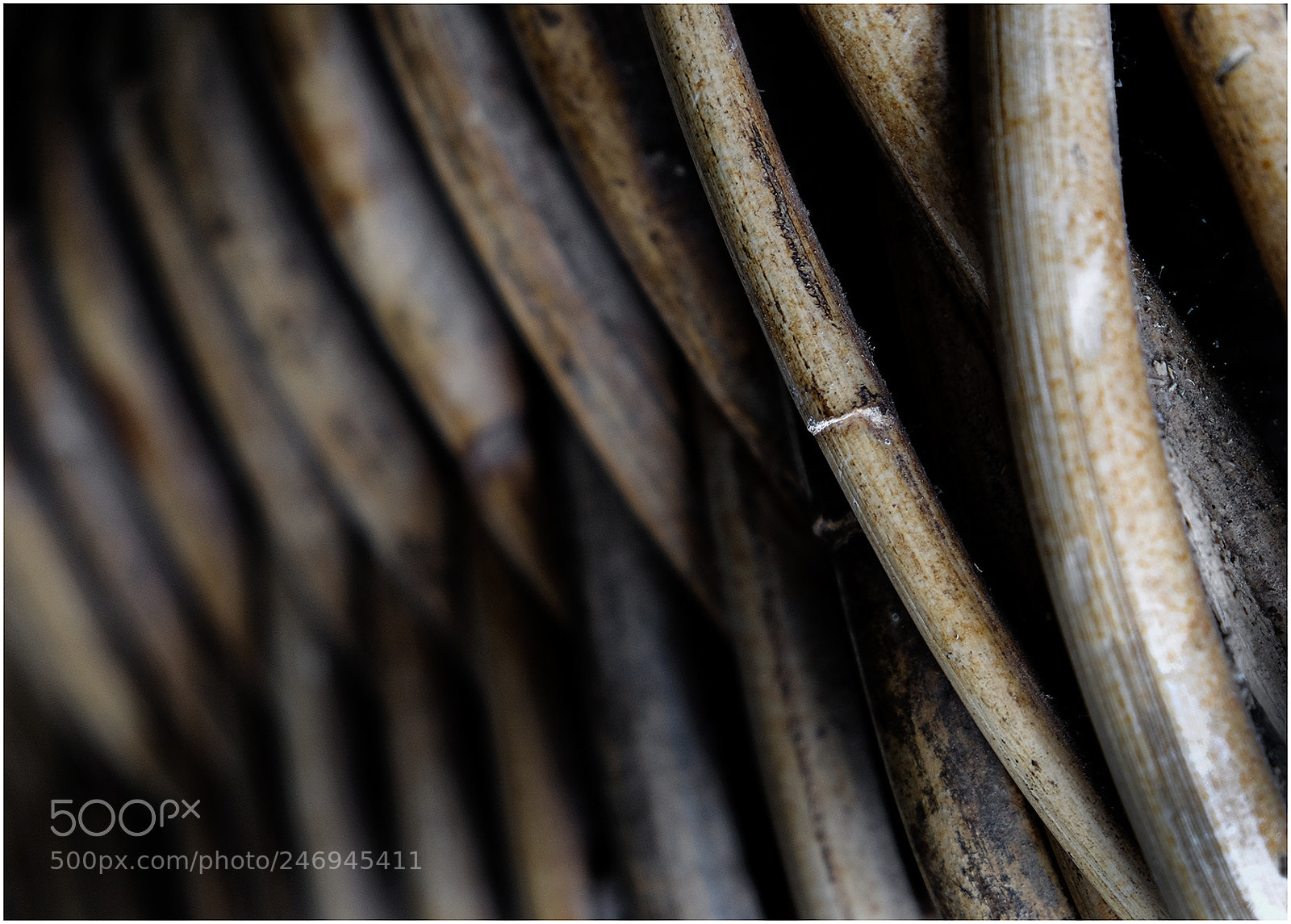 Fujifilm X-T2 sample photo. Bamboo photography