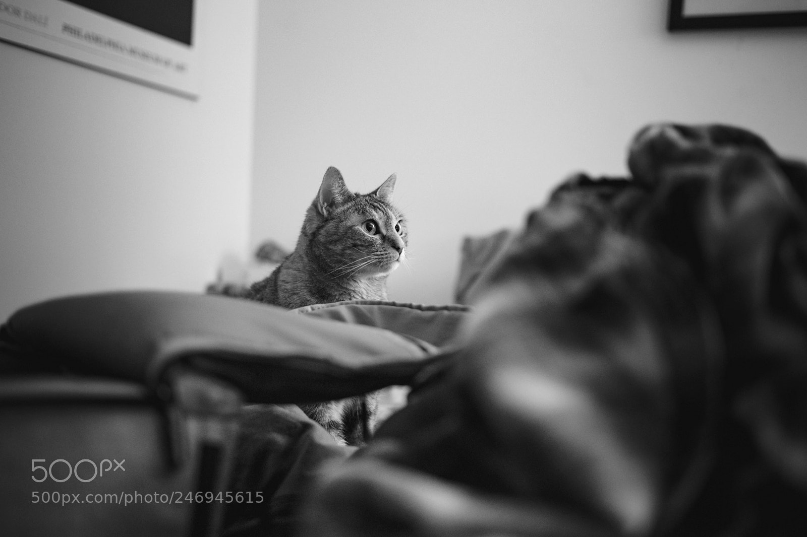 Fujifilm X-T2 sample photo. Lady... photography
