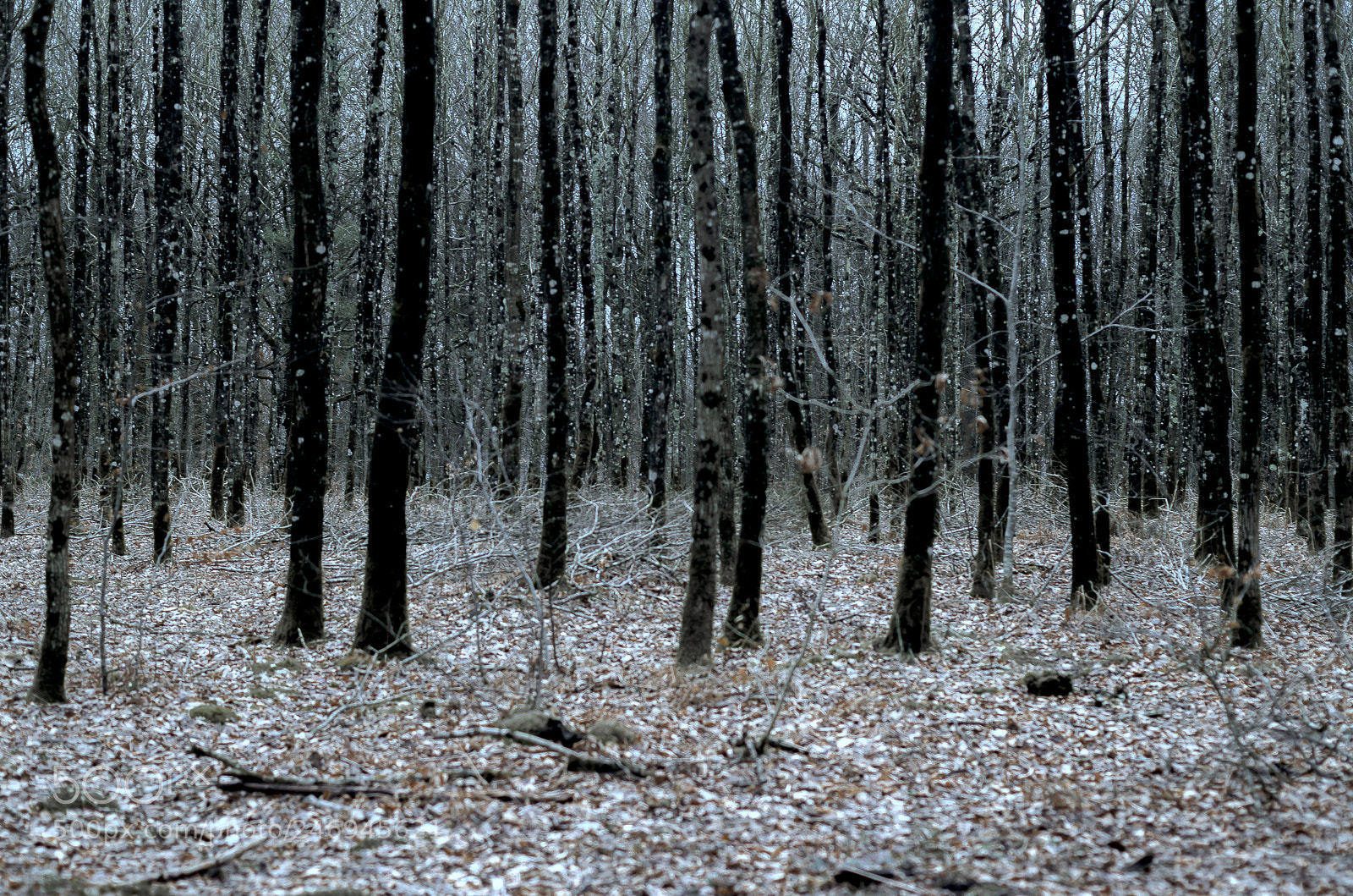 Pentax K-50 sample photo. Bois d('h)ivers photography