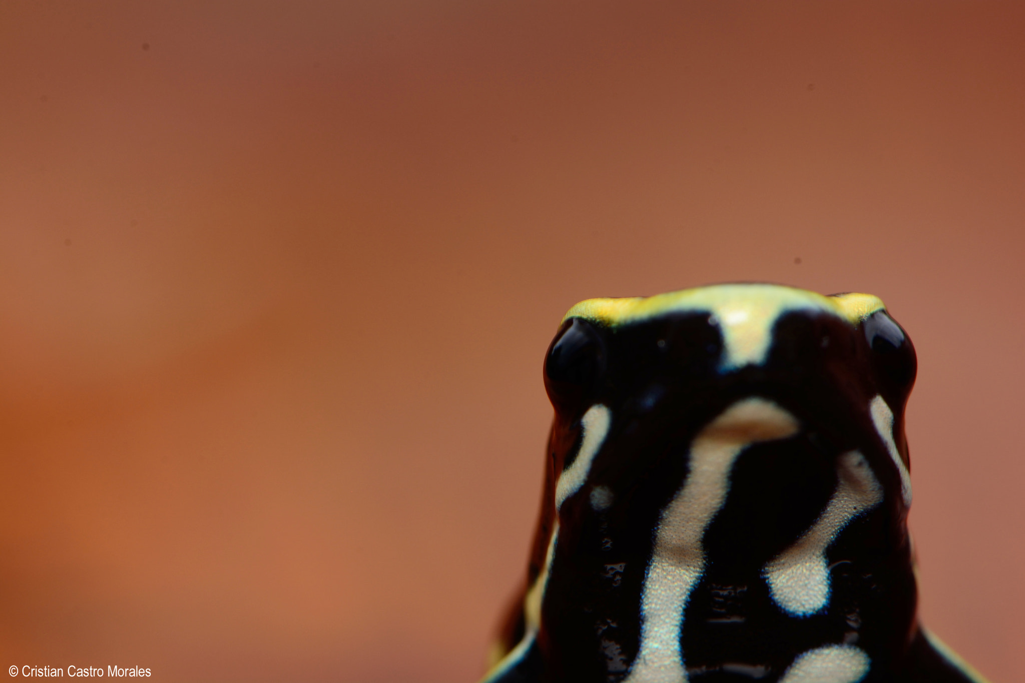 Nikon AF-S DX Micro-Nikkor 85mm F3.5G ED VR sample photo. Dendrobates truncatus (cope, 1861) photography
