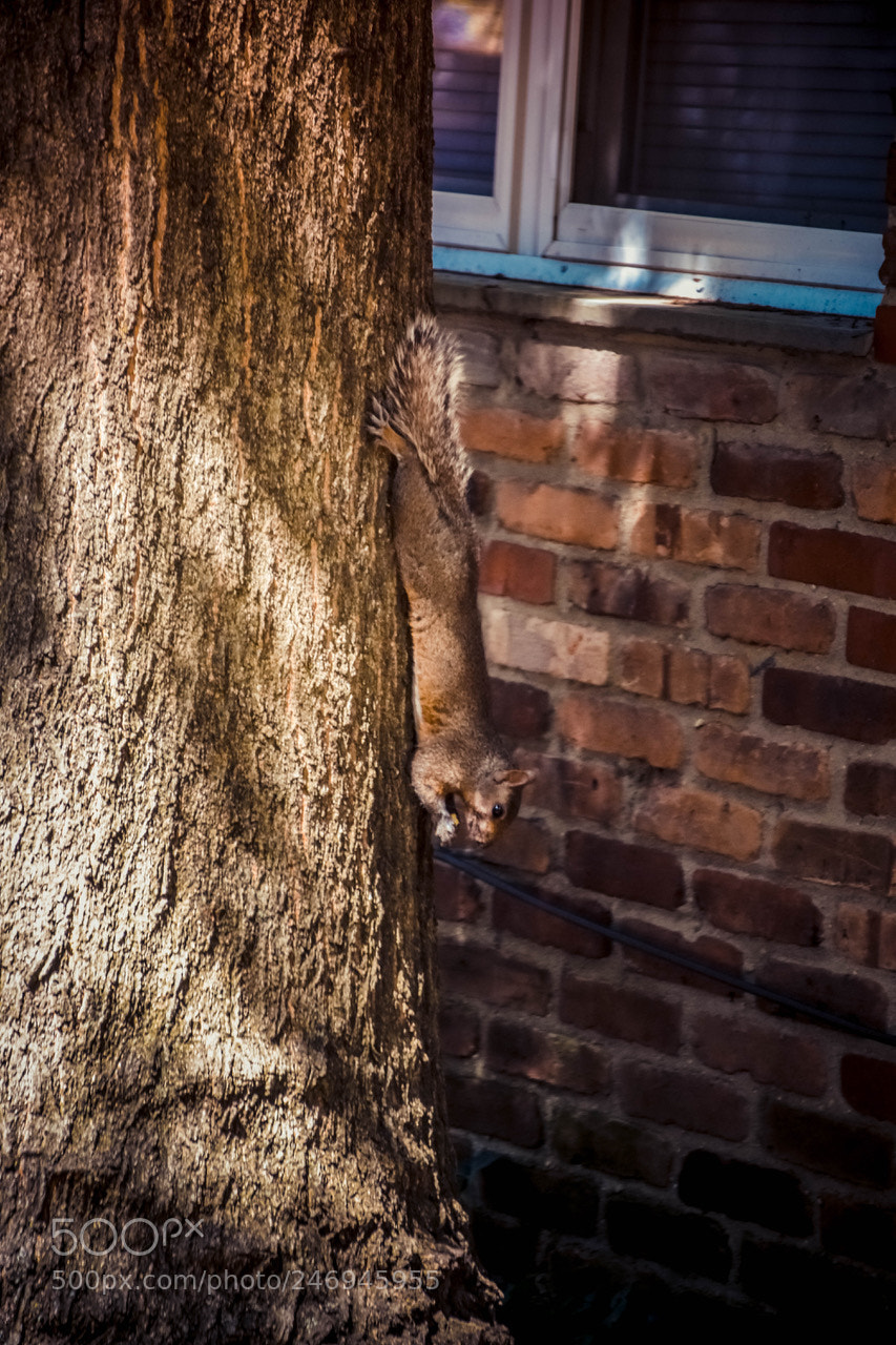 Nikon D7200 sample photo. Stretching.. photography