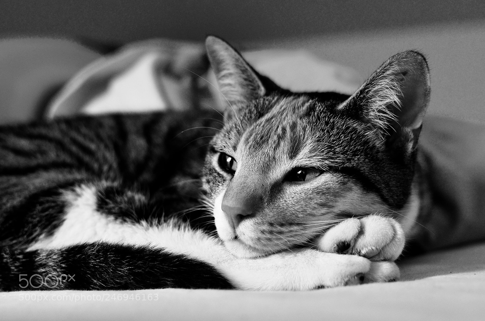 Nikon D5100 sample photo. My psycho cat photography