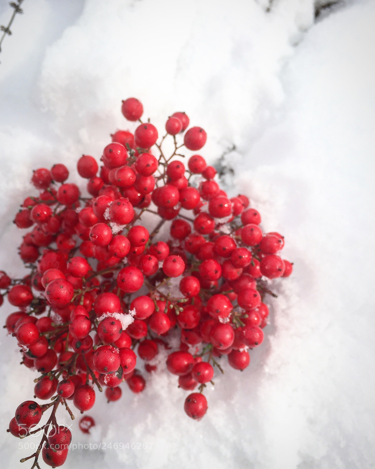 Apple iPhone 6 sample photo. Berries in the snow photography