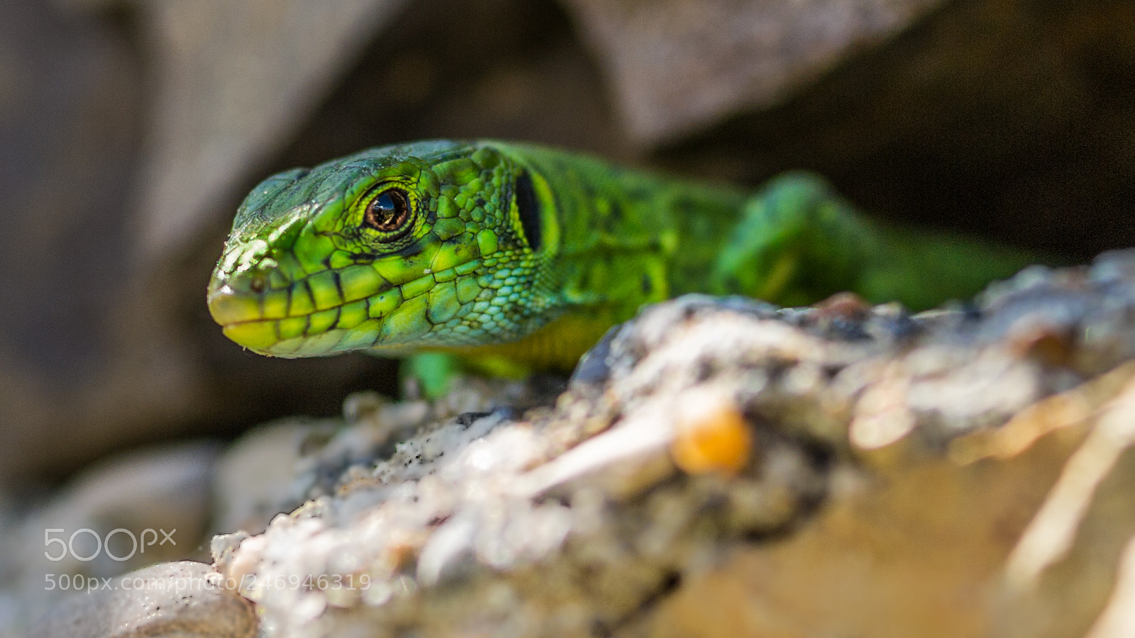 Nikon D3S sample photo. Green reptile photography