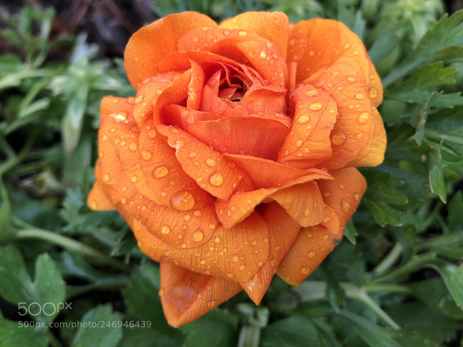 Apple iPhone X sample photo. Untitled photography