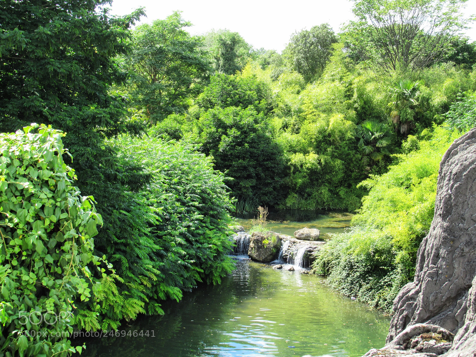 Canon PowerShot SX620 HS sample photo. Nature in disneyland photography