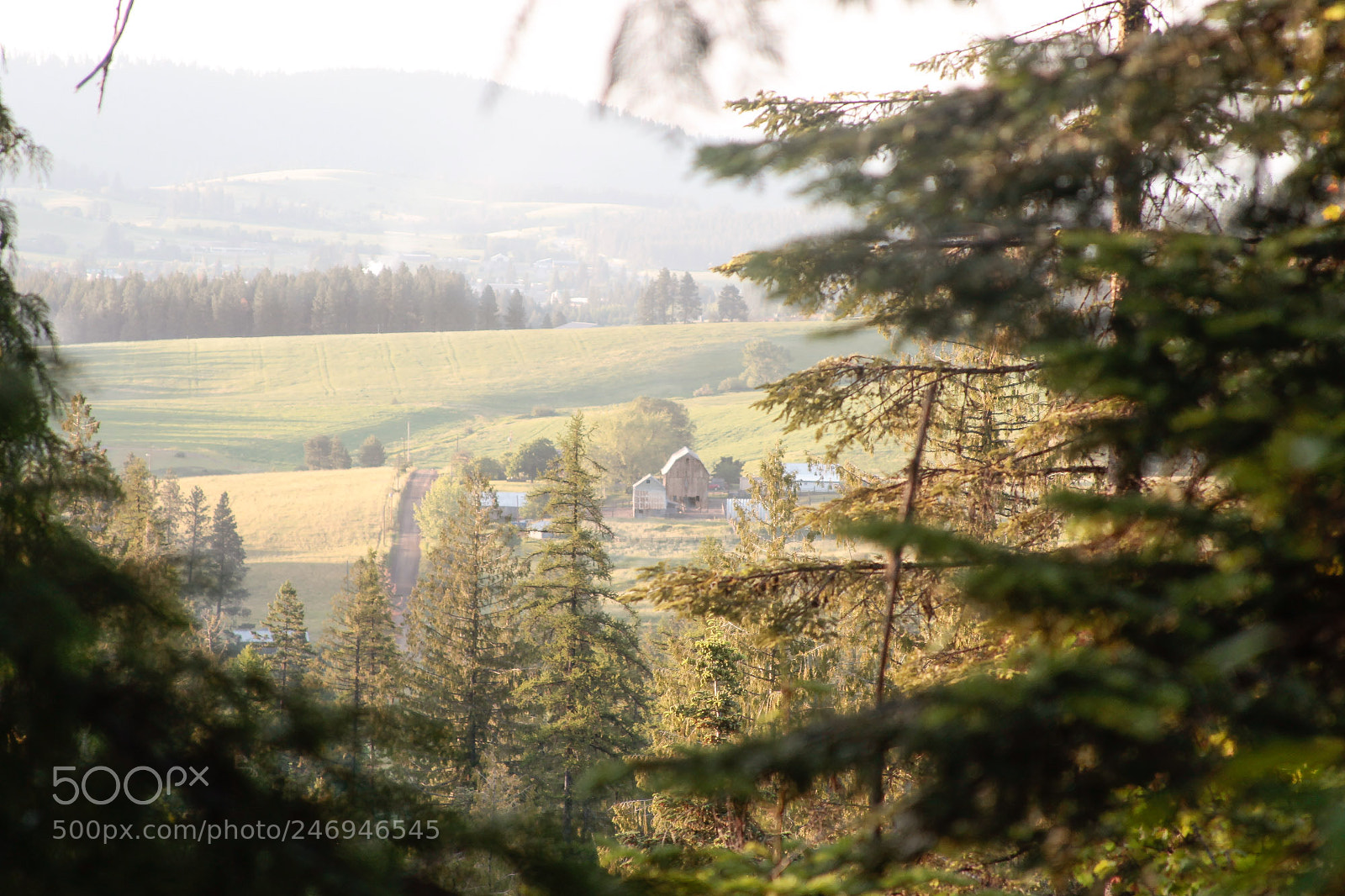Canon EOS-1D Mark IV sample photo. Look through the trees photography