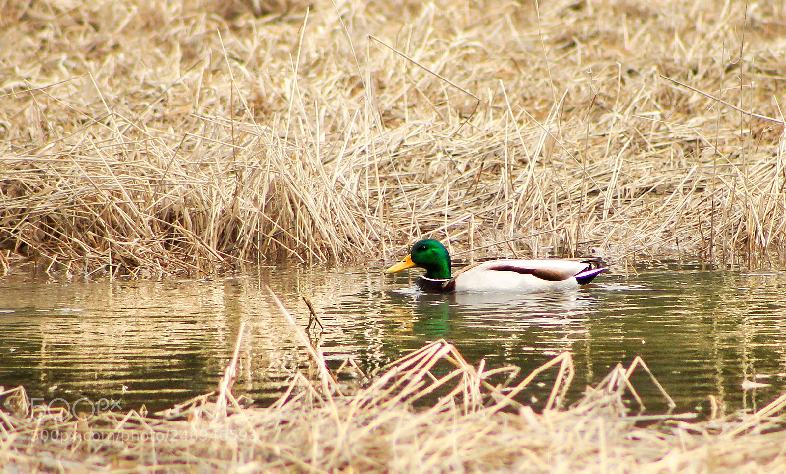 Canon EOS-1D Mark IV sample photo. Untitled photography