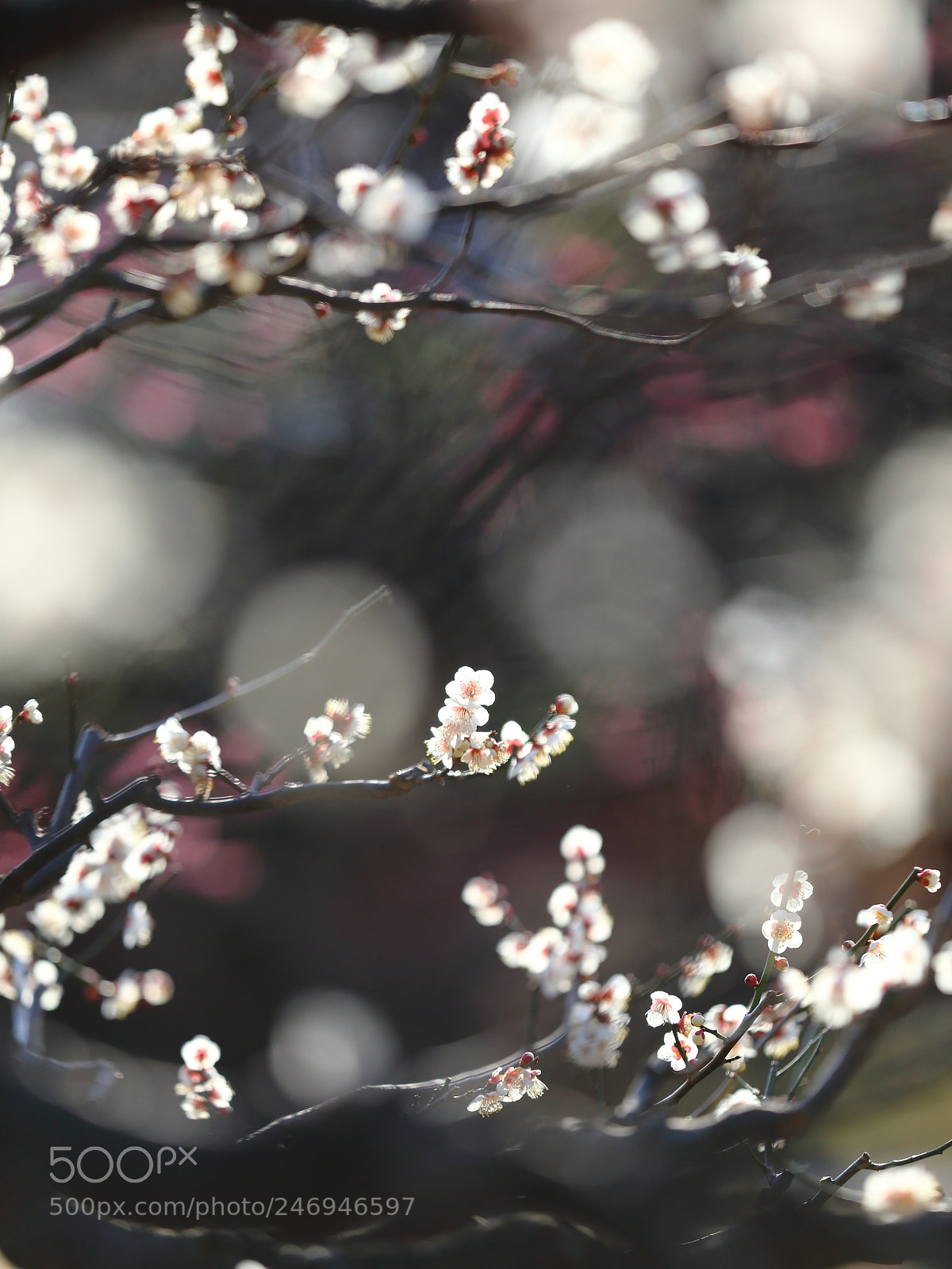 Canon EF 70-200mm F2.8L IS II USM sample photo. Plum blossoms photography
