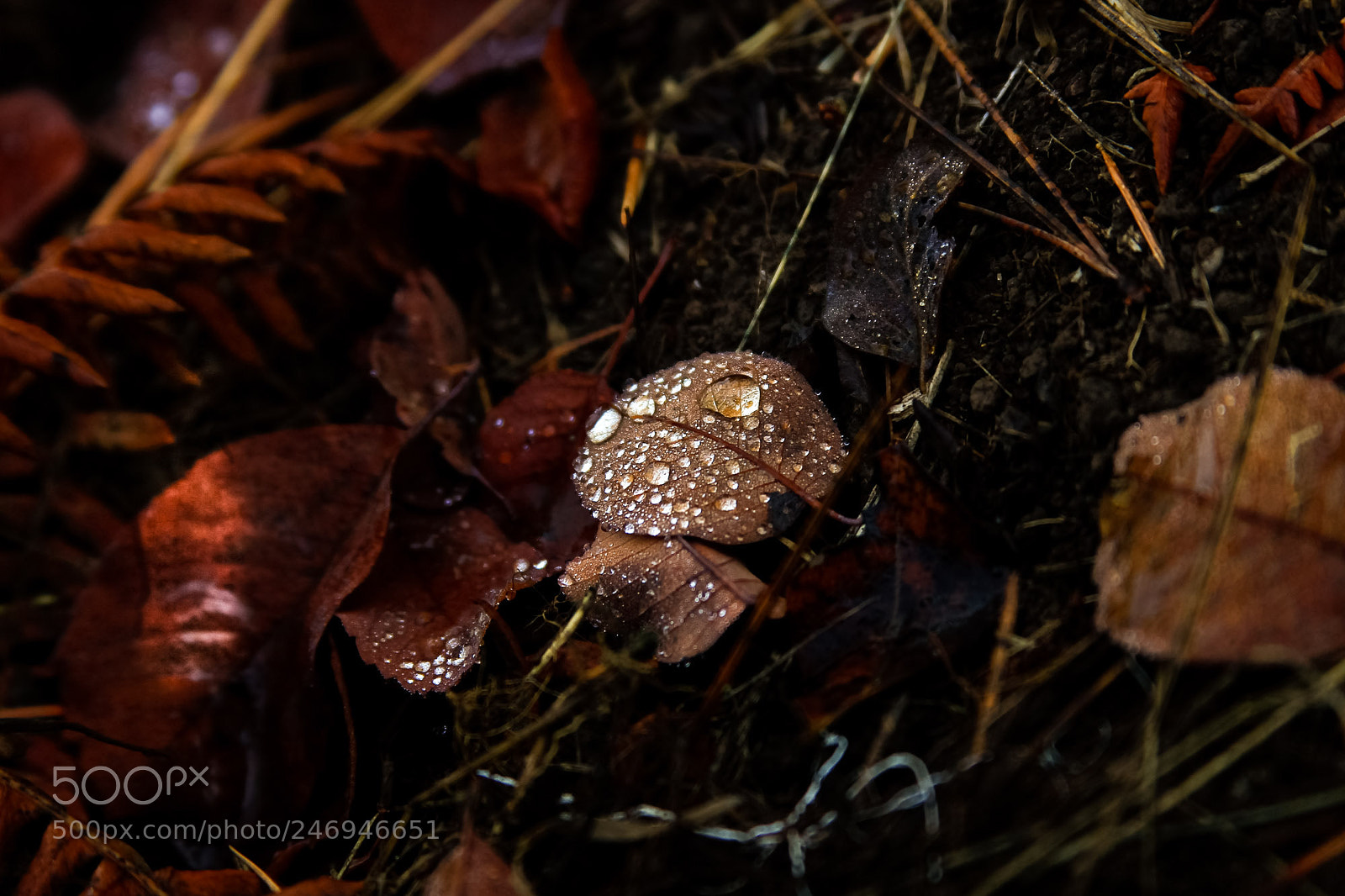 Canon EOS-1D Mark IV sample photo. Dew on the leaves photography