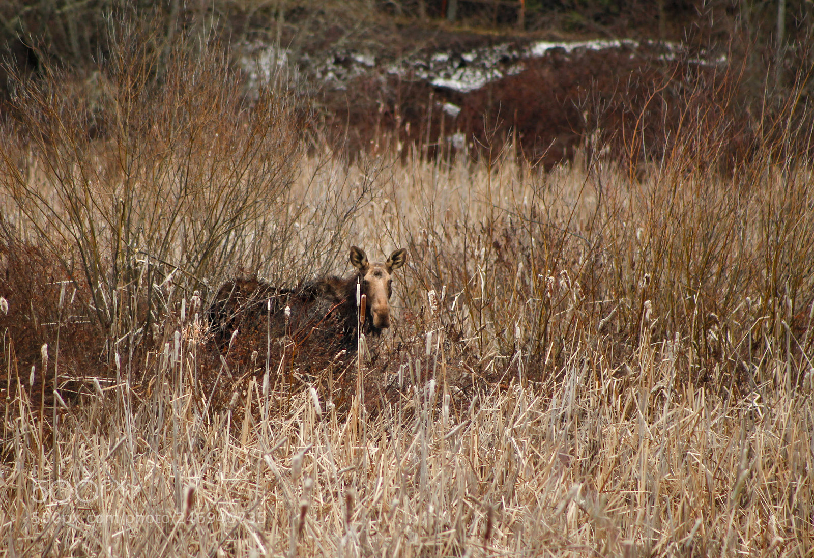 Canon EOS-1D Mark IV sample photo. Moose out on a photography