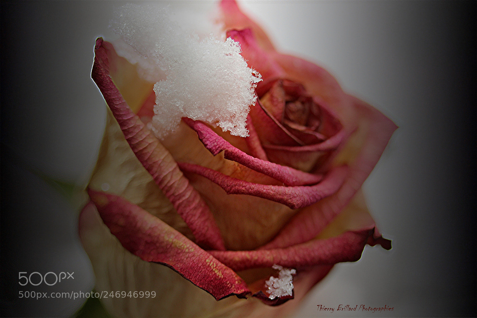 Canon EOS 600D (Rebel EOS T3i / EOS Kiss X5) sample photo. Rose et neige photography
