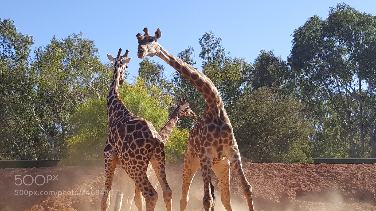 Samsung Galaxy S6 sample photo. Giraffes photography