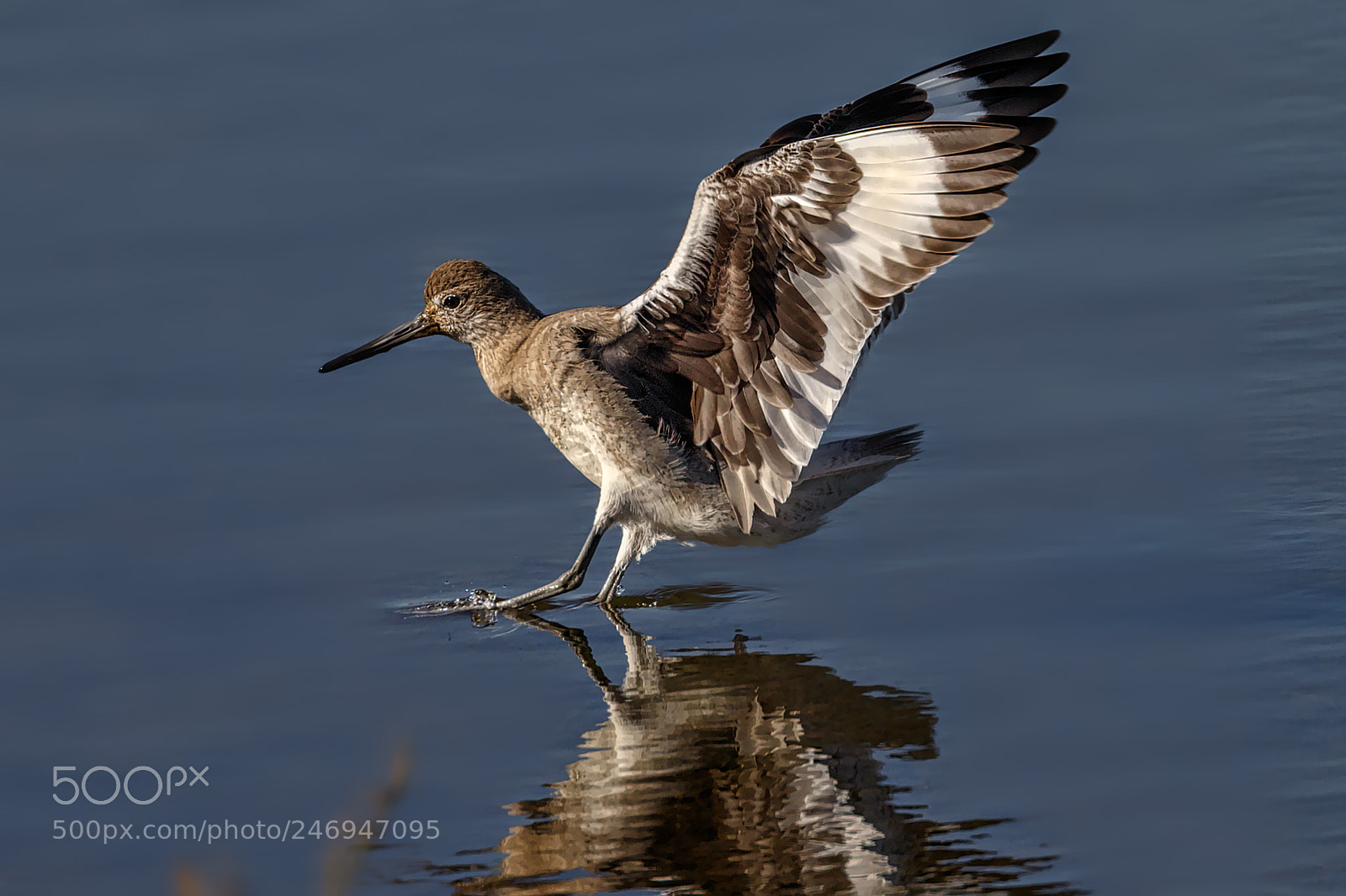 Canon EOS 7D Mark II sample photo. Willet soft landing photography