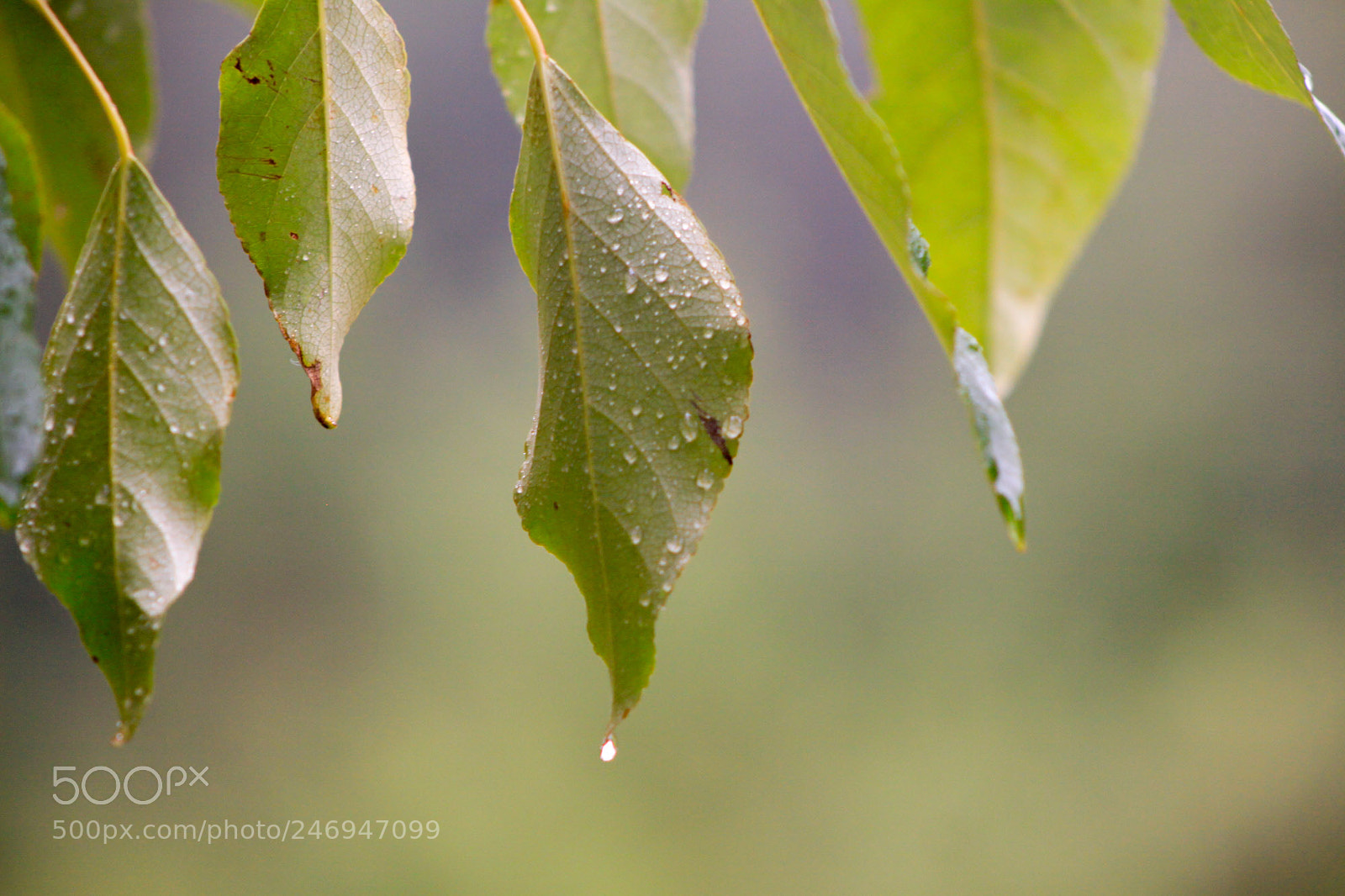 Canon EOS 50D sample photo. Rain drops on leaf photography