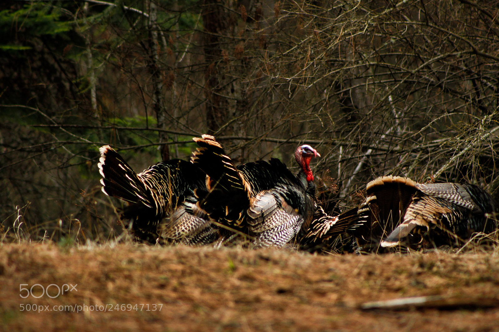 Canon EOS-1D Mark IV sample photo. Turkeys photography